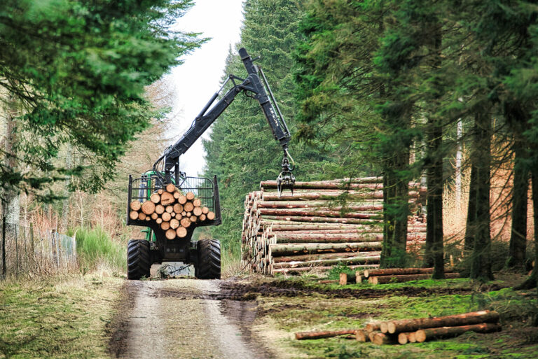 Forestry forwarder with crane arm loading cut pine logs beside large log stacks on a forest track